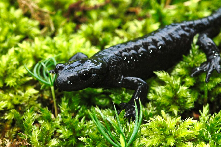 Der lebendgebärende Alpensalamander. Foto: Naturpark Karwendel