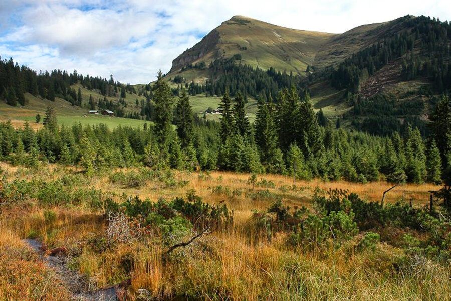 Unterhalb des Juifen. Foto: Naturpark Karwendel