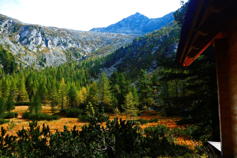 Moosboden – wie schön! Herbstfarben 1. Foto: Karl Plohovich