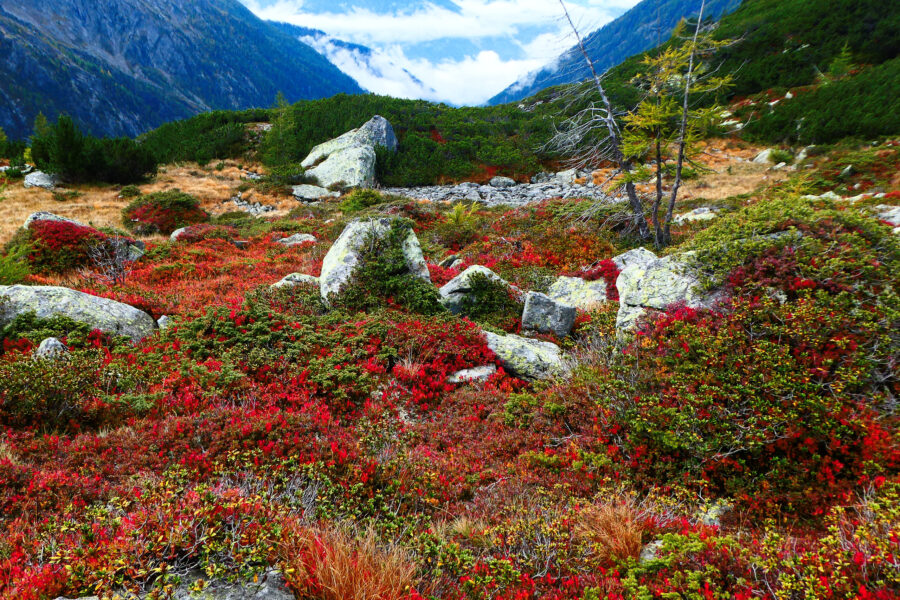 Ochladinboden – Herbstfarben 3. Foto: Karl Plohovich