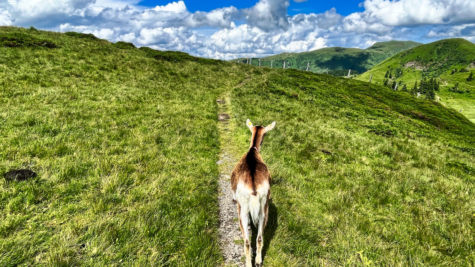 Die Wanderziege. Foto: Birgit Matzinger