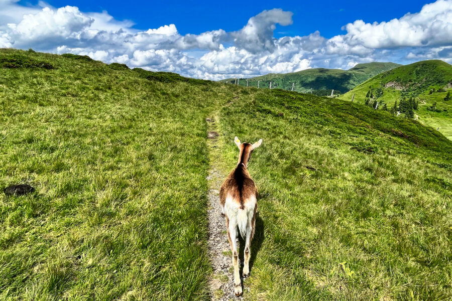 Die Wanderziege. Foto: Birgit Matzinger