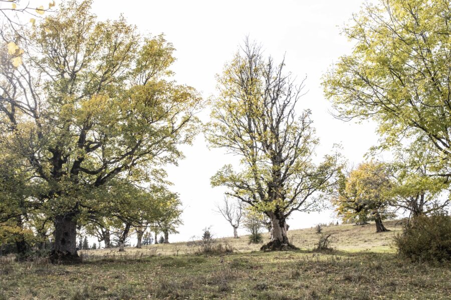 Bergahornwiese. Foto: Birgit Reiter