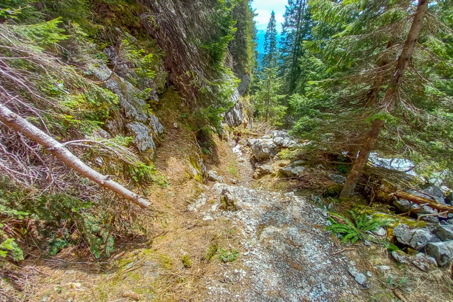 Steiler Abstieg durch den Wald zur Hintereggeralm. Foto: Martina Friesenbichler