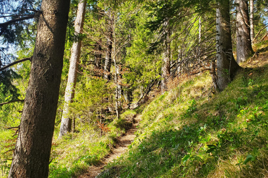 Ruhiger und schmaler Waldweg hinauf zur Gemeindealpe. Foto: Linda Prähauser