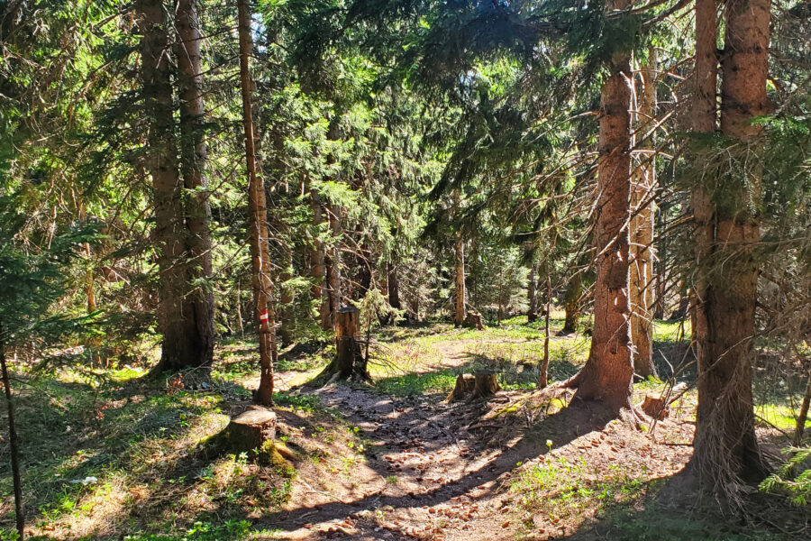 Waldweg Richtung Erlaufsee. Foto: Linda Prähauser