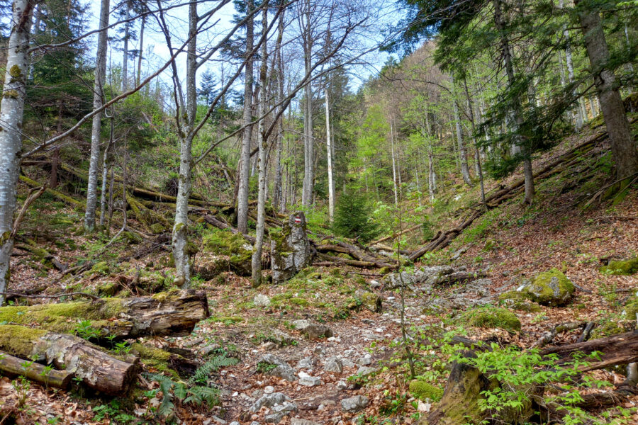 Verblockter Aufstiegsweg mit viel Totholz und in diesem Abschnitt verhältnismäßig flach. Foto: Martina Friesenbichler