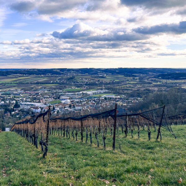 Durch Weingärten geht es hinab nach Hartberg. Foto: David Kurz