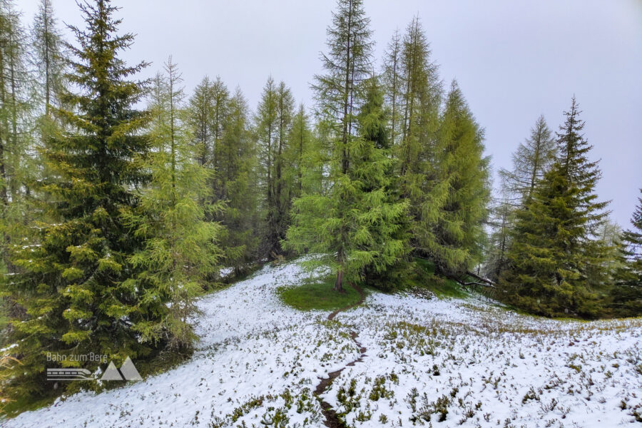 Schneefall- und Waldgrenze. Foto: Simon Widy