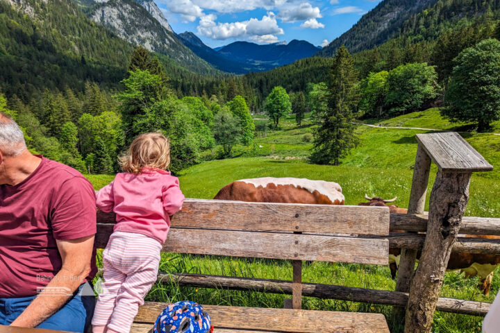 Oben auf der Alm angekommen, mit Brotzeit, Kühen und Blick Richtung Berchtesgaden. Foto: Maresa Brandner