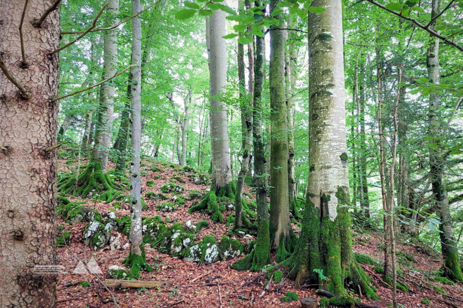 Durch den Zauberwald auf bayrischem Staatsgebiet. Foto: Alice Frischherz