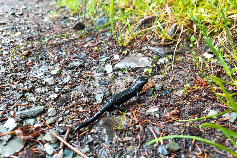 Regen: Das richtige Wetter für Alpensalamander. Foto: Alice Frischherz