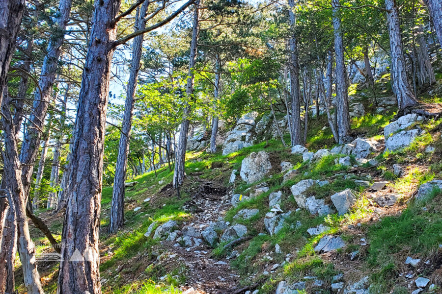 Aufstieg über den Stangelsteinweg. Foto: Linda Prähauser