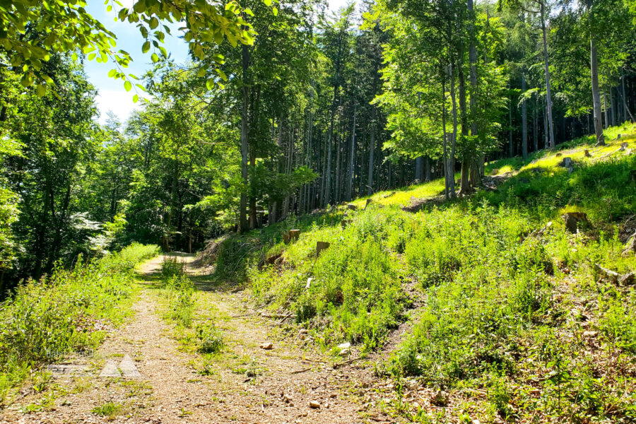 Die Forststraße, welche man queren muss bevor es wieder in den Wald hinein geht. Foto: Linda Prähauser