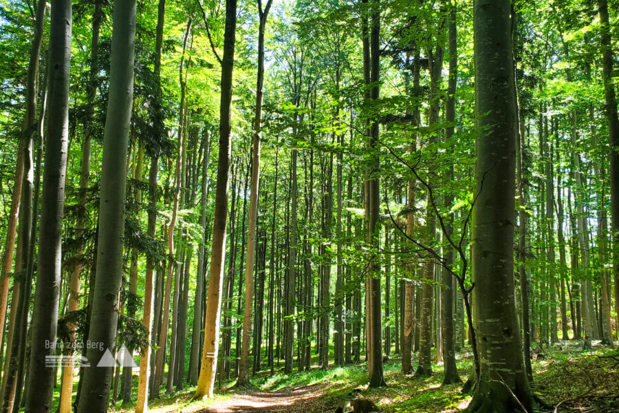 Wunderschöner Waldweg entlang der blauen Markierung. Foto: Linda Prähauser