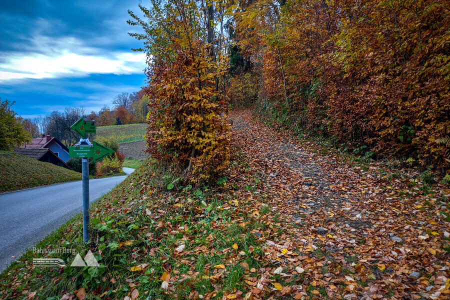 Waldweg zur Aussichtswarte. Foto: Martina Friesenbichler