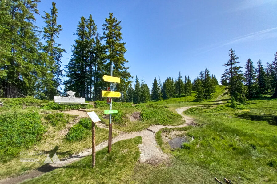 Die Waldgrenze ist erreicht. Vom kleinen Hochplateau sind es noch 10 Minuten zum Gipfel. Foto: Martina Friesenbichler