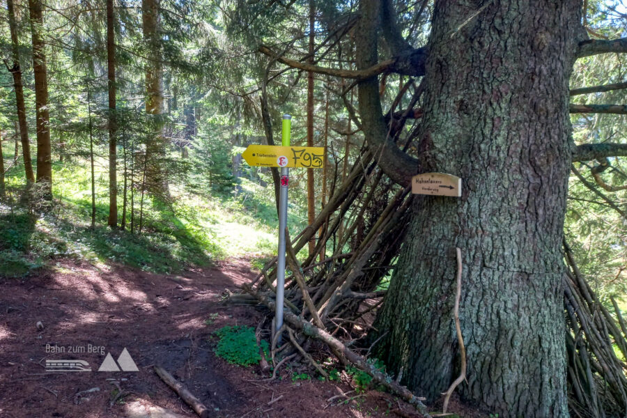 Einstieg in den Wald. Der Weg führt steil hinauf zum Gipfel. Foto: Martina Friesenbichler