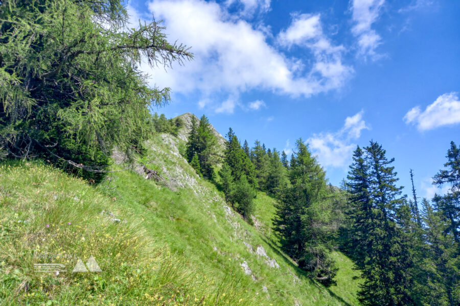 Die Waldgrenze ist erreicht. Der felsige Gipfelaufbau ist bereits sichtbar. Foto: Martina Friesenbichler