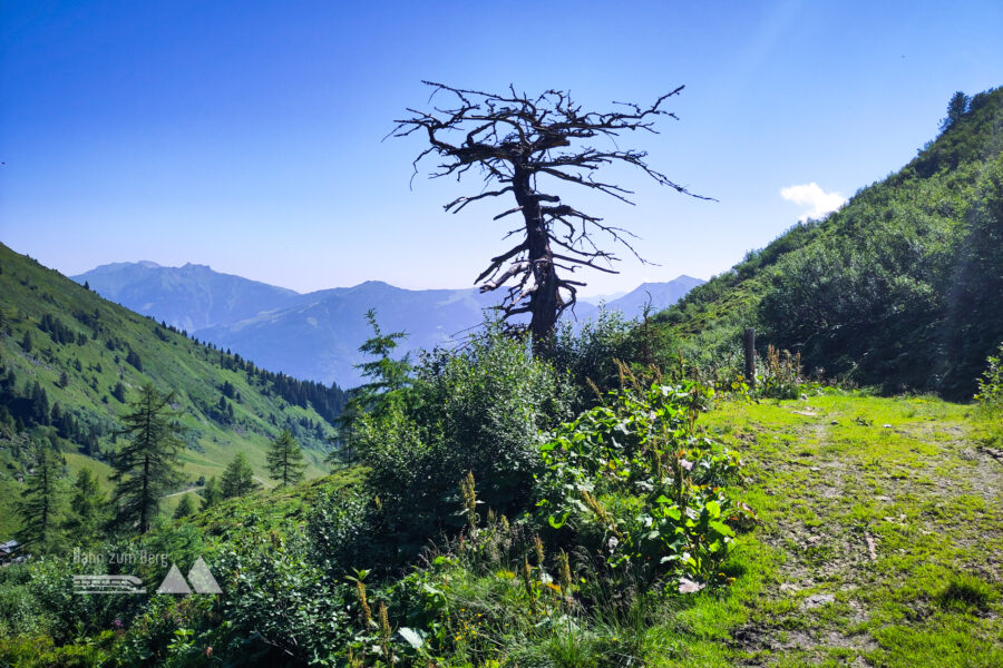 Abgestorben – und immer noch (oder gerade deswegen?) fotogen. Foto: Karl Plohovich