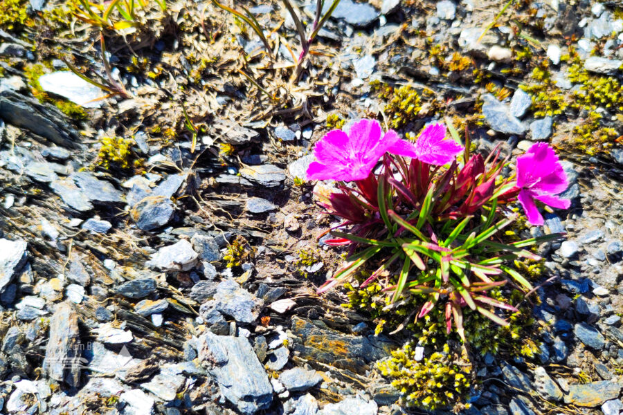 Immer kecker werden die Farben: Gletscher Nelke. Foto: Karl Plohovich