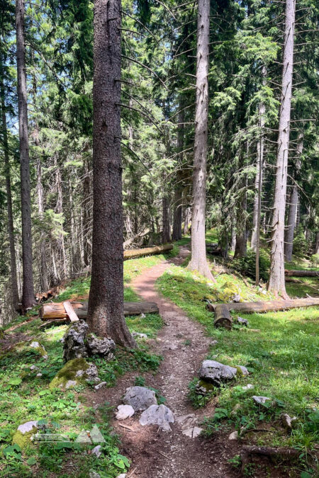 Schöner Wurzelsteig entlang des Plattenberg Gratrückens, der weiter unten eine Möglichkeit zum Rasten bietet. Foto: Fabian Lindner, POW DE