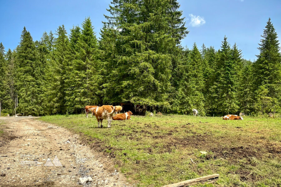 Ein Stück geht es dann doch noch über einen Forstweg. Foto: Fabian Lindner, POW DE