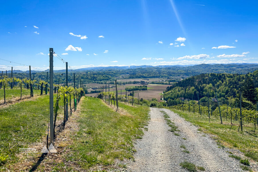 Durch Weingärten am Kittenberg mit Blick auf die Äcker südwestlich von Heimschuh. Foto: David Kurz