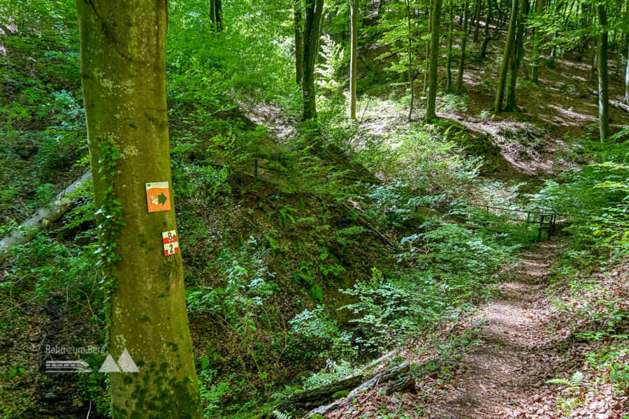 Im schönen Buchenwald, kurz vor Kitzeck. Foto: David Kurz