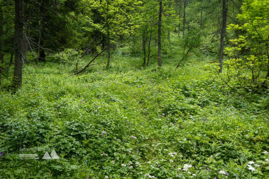 Urwald-Schleichpfad – wer findet die Markierung? Foto: Karl Plohovich