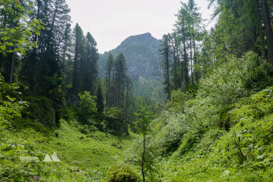 Erster Blick aus dem Urwald auf den Tristkopf. Foto: Karl Plohovich