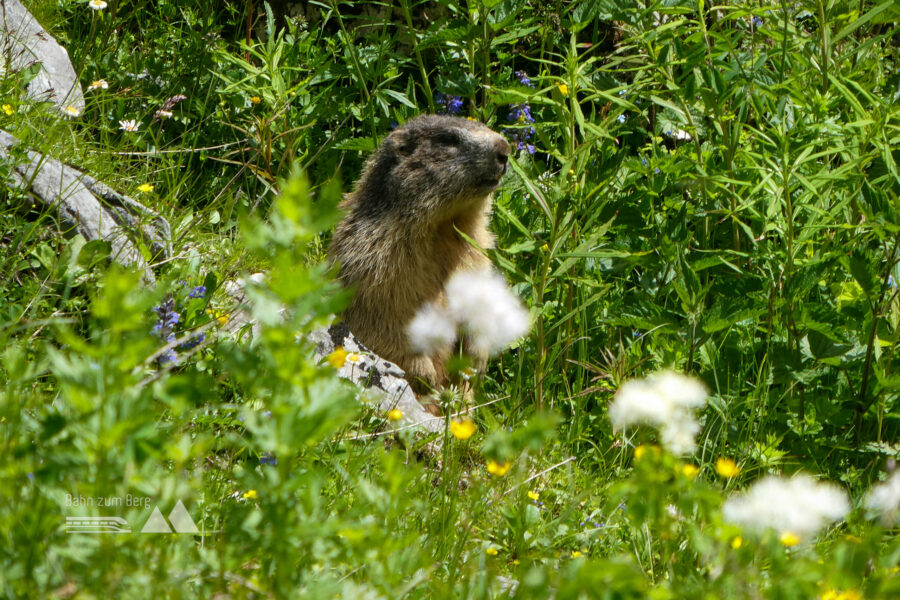 Gut genährtes Hütten-Murmeltier. Foto: Karl Plohovich