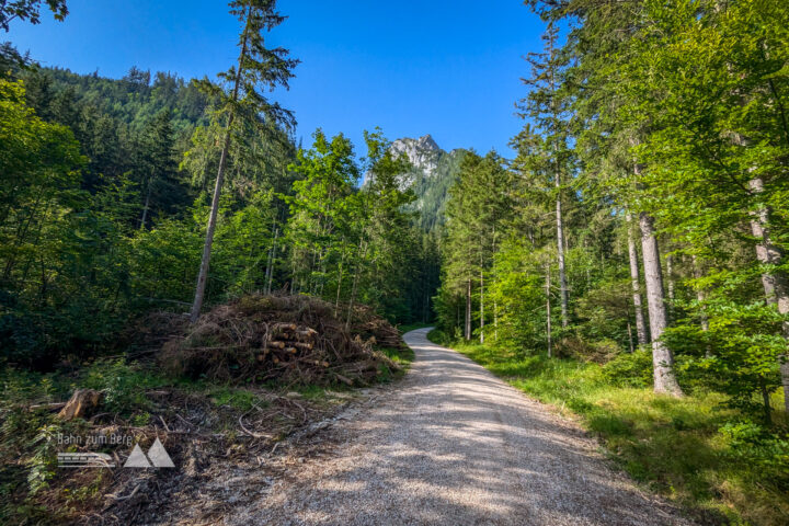 Hier geht es los: die ersten Höhenmeter werden auf einem sehr breiten Forstweg überwunden. Fotos: Maresa Brandner