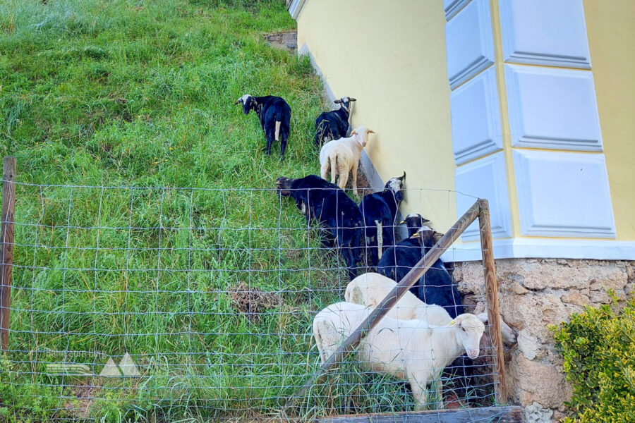 Im Almenland gibt’s nicht nur auf der Alm, sondern auch in der Ortschaft Tiere. Foto: Alice Frischherz