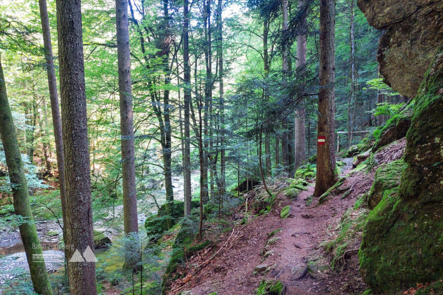 Wanderweg im Wald. Foto: Alice Frischherz