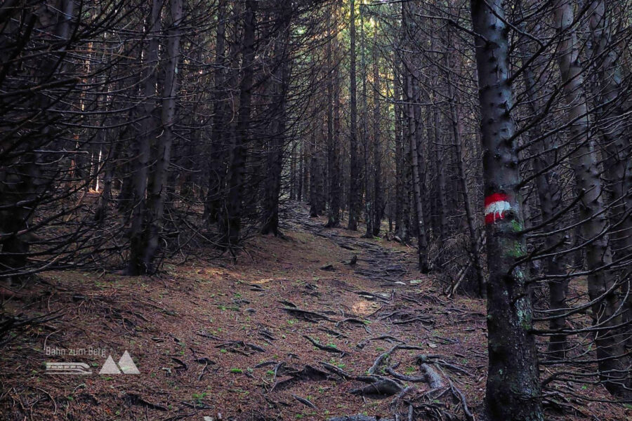 Kurz vor dem Osser geht’s durch einen finsteren Wald. Foto: Alice Frischherz