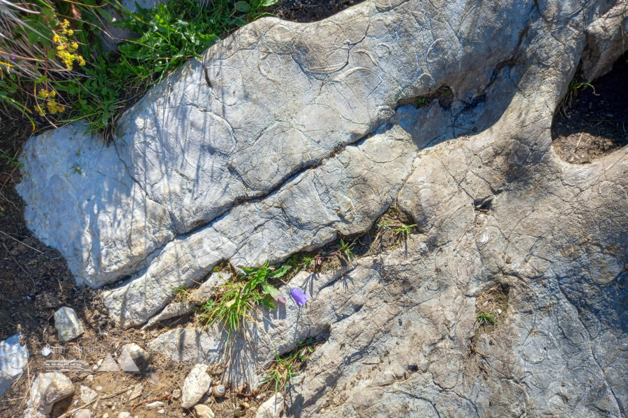 Immer wieder entdecke ich Fossilien im Gestein. Foto: Martina Friesenbichler