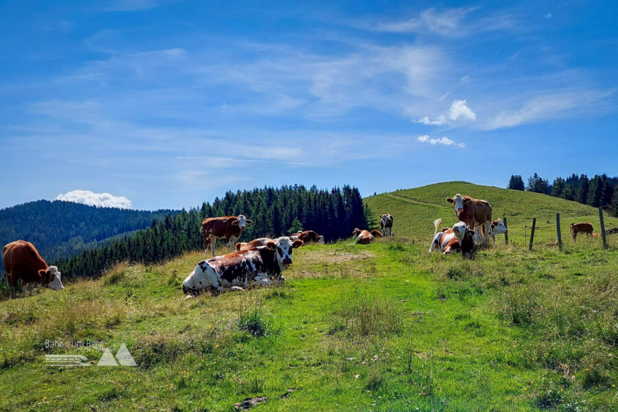 Friedliche Kuhbegegnungen im Almenland. Foto: Alice Frischherz