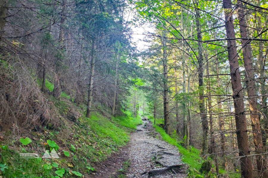 Schön beschatteter Almwegsteig – hier geht es für etwa 2 km entlang. Foto: Linda Prähauser