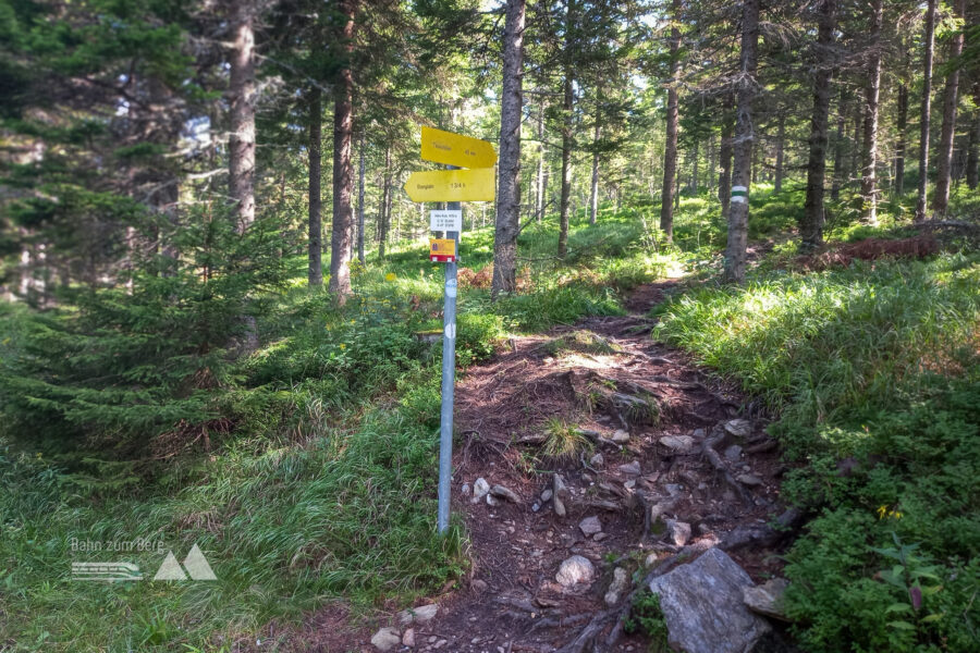 Aufstieg durch den Wald. Foto: Martina Friesenbichler