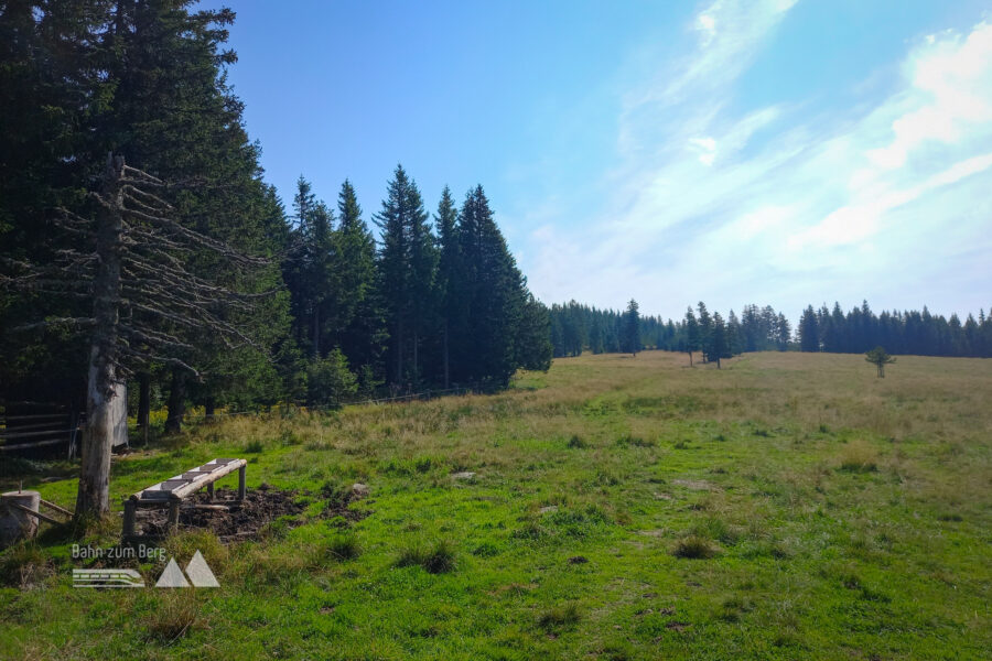 Wiese kurz vor dem Gipfel. Foto: Martina Friesenbichler 