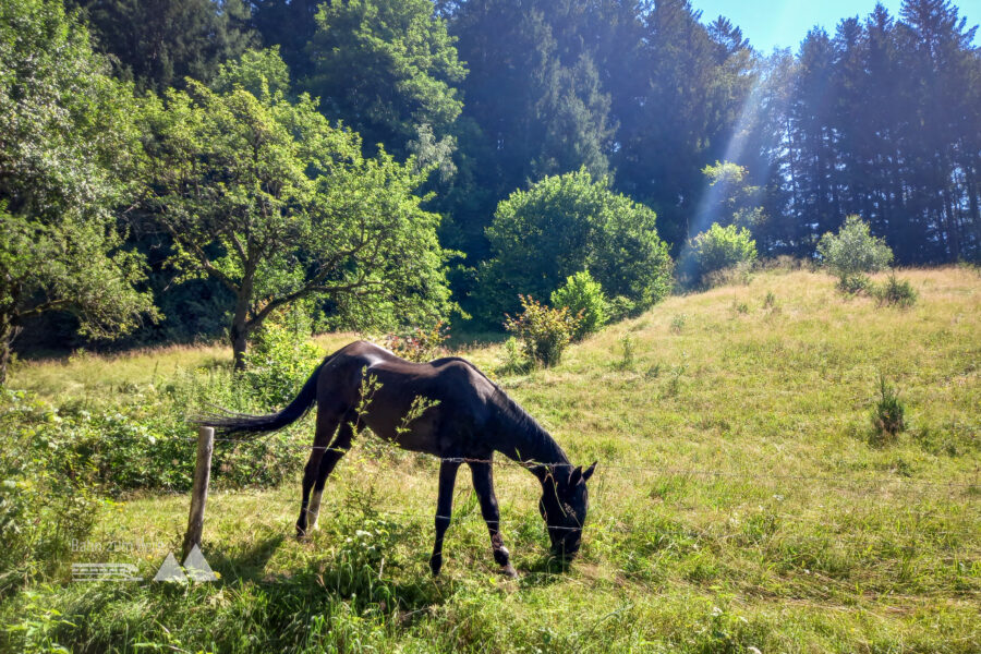 Während die Kühe schon in den Schatten geflüchtet sind, trotzt das Pferd der Hitze. Foto: Martina Friesenbichler