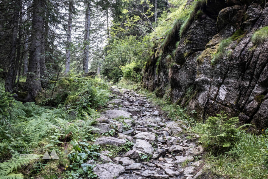 Saumweg zum Hohensee. Foto: Birgit Reiter