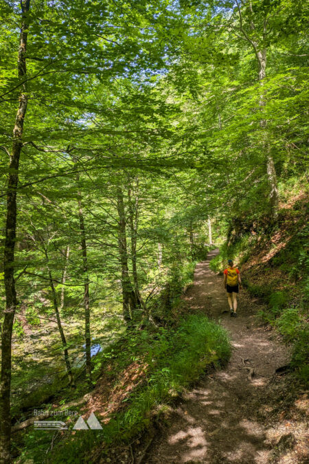 Der Eingang in den Naturpark Ötschergräben führt am Anfang über Waldwege. Foto: Peter, POW AT