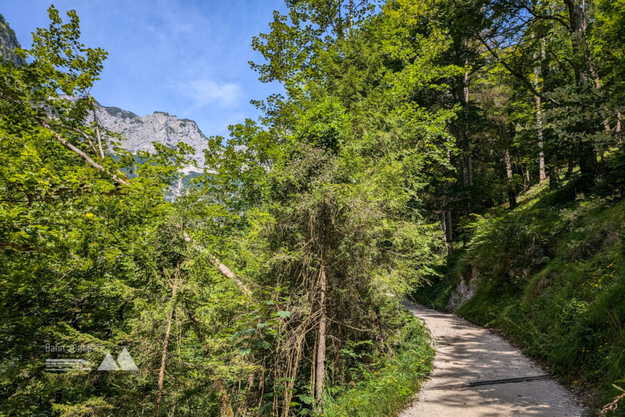 Im Halbschatten geht’s die Fortstraße bergauf. Foto: Maresa Brandner