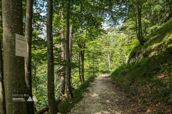 Im Halbschatten geht’s die Fortstraße bergauf. Foto: Maresa Brandner