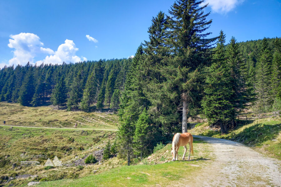 Auf der Forststraße zurück zum Sattelhaus. Foto: Martina Friesenbichler