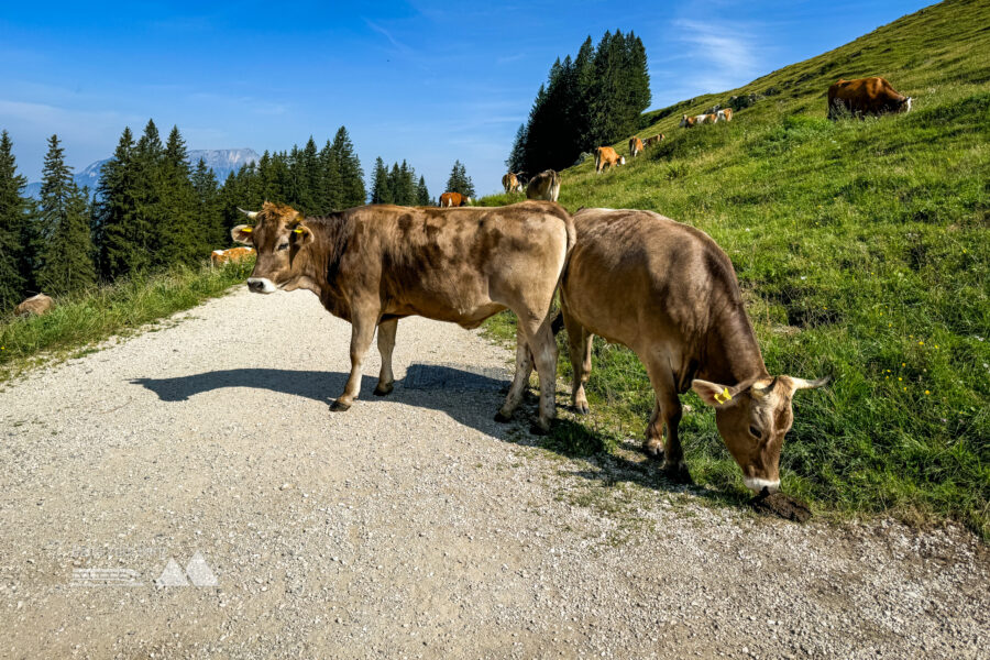 Kühe versperren den Weg. Foto: Bernhard Walle