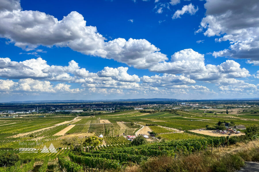 Wein soweit das Auge reicht. Foto: Birgit Matzinger