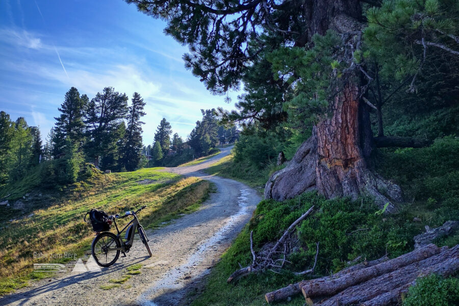 Kurz vor der Bergstation – „Zirbenpersönlichkeiten“. Foto: Karl Plohovich